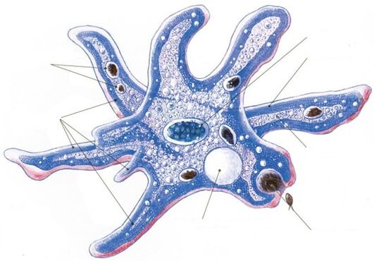 protozoa parazita szerkezete