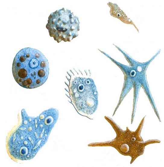 protozoa paraziták típusai