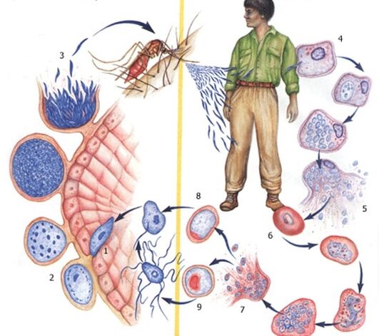 protozoon paraziták szaporodásának módszerei